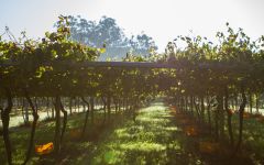 Pazo de Barrantes Winery Image