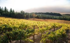 Leviathan Red Hills Vineyard, Lake County Winery Image