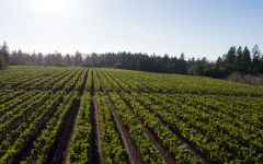 Amici Charles Heintz Vineyard Winery Image