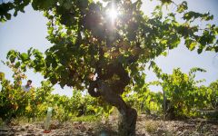 Bodegas Avancia Winery Image