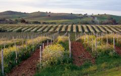 Querciabella Cover crops at Querciabella Vineyards Winery Image