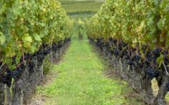 Chateau Fage  Winery Image