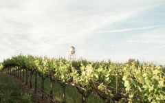 Angeline Angeline Wines by Martin Ray Winery Image