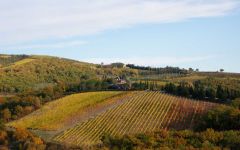 Il Molino di Grace  Winery Image