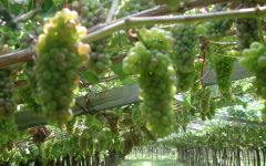 Bottega Vinaia Grapes of Bottega Vinaia Winery Image