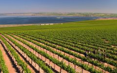 Sixto Frenchman Hills Vineyard Winery Image