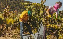 Villota The Grapes Winery Image