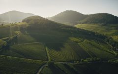 Rebholz Winery Image