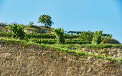 Laurenz V Loess soils Winery Image