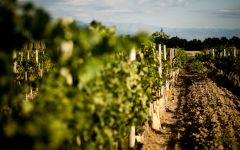 Argento Argento's Vineyards Winery Image