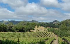 Sutro Wine Co.  Winery Image