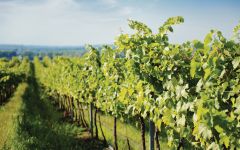 Bread & Butter Vineyards Winery Image