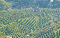 Bisol Valdobbiadene Landscape Winery Image