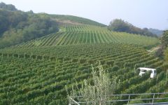 Travaglini Winery Image