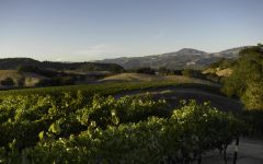 Dry Creek Vineyard Endeavour Vineyard Winery Image