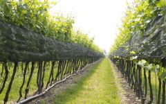 Kris KRIS Vineyard Winery Image