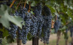 Double Canyon Prestigious Washington Cabernet Clones Winery Image