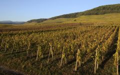 Lucien Albrecht Grand Cru Spiegel Winery Image