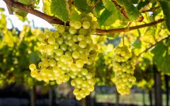 Bodegas Fillaboa Albariño Grapes Winery Image