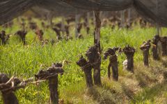 Domaine EdeM Rosae Elena de Mendoza Catena Institute of Wine Winery Image