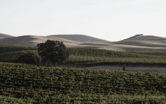 Very Dark Red Wines The VDR Difference Winery Image