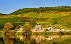 Loosen Bros. Loosen Estate in Fall Winery Image