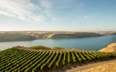 Pacific Rim Wallula Vineyard in Eastern WA  Winery Image