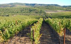 Animo by Michael Mondavi Animo Vineyard, Atlas Peak, Napa Valley Winery Image