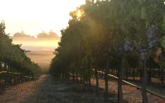 Gloria Ferrer Gloria Ferrer Vineyards at Dawn Winery Image