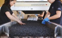 Gary Farrell Hand Sorting the Pinot Noir Harvest Winery Image