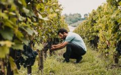 Chateau Larose Perganson Winery Image