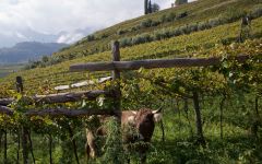 Alois Lageder Transhumance Winery Image