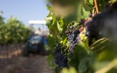 The Winery of Good Hope Harvest in the Vineyards Winery Image