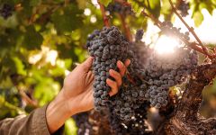 Lewis Cellars Lewis Napa Valley Harvest Bunches Winery Image