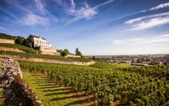 Albert Bichot Château Gris Winery Image