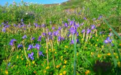 Pala Flowers in Bloom at Pala Winery Image