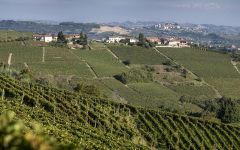 Coppo Canelli Vineyard Winery Image