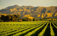 The Little Sheep Winery Image