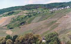 Dr. Loosen Winery Image