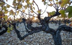 Bieler Bieler Old Vines Winery Image