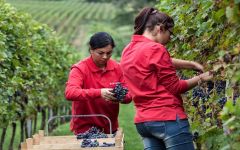Bertani Hard at Work During Harvest Winery Image
