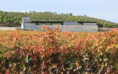 Aalto Aalto Winery in Autumn Winery Image