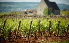 Olivier Leflaive Puligny-Montrachet 2019 | Wine.com Olivier Leflaive Puligny-Montrachet 2019 | Wine.com