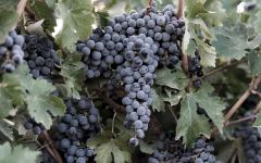 Very Dark Red Wines Sustainable Growing Practices  Winery Image