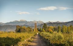 Kaiken Vistalba Vineyard - Luján de Cuyo. Winery Image