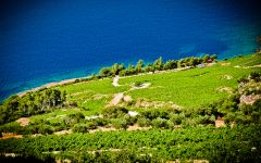 Saints Hills Delightful Days In Dingac Winery Image