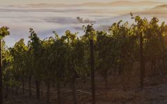 Mt. Brave Winery Image
