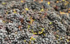 Pedroncelli Winery The Pedroncelli Family Farm Winery Image
