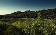 Castello Banfi The Lush Landscape at Castello Banfi Winery Image