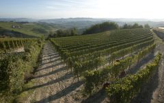 Viberti Vineyards at Viberti Winery Image